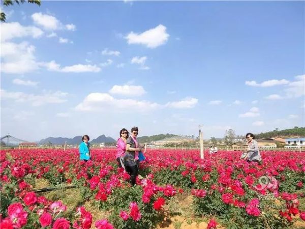 依托玫瑰种植 带动乡村旅游发展：普者黑玫瑰庄园玩出“新花样”