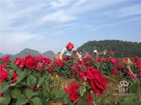 依托玫瑰种植 带动乡村旅游发展：普者黑玫瑰庄园玩出“新花样”