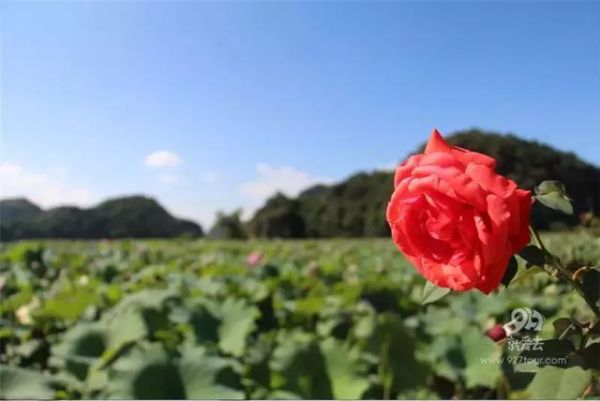 依托玫瑰种植 带动乡村旅游发展：普者黑玫瑰庄园玩出“新花样”