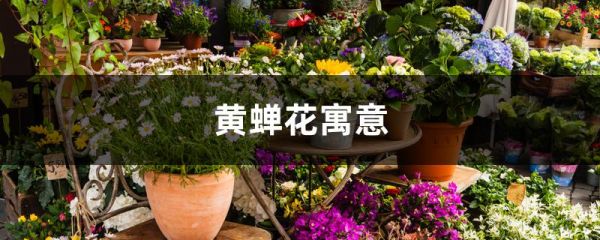 黄蝉花寓意