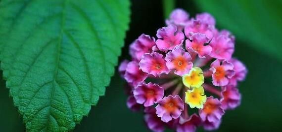 四种“如意花”，花开圆润大气，寓意吉祥，家庭和睦万事顺利