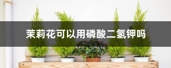 茉莉花可以用磷酸二氢钾吗