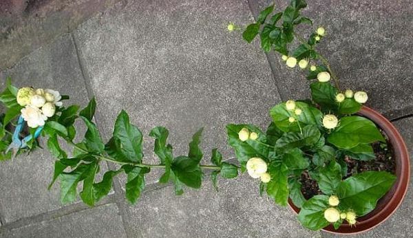 养虎头茉莉，做好几个“关键”，新芽冒不停，枝繁叶茂开花多