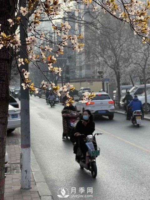 河南省气象局发布花期地图 洛阳牡丹花4月3日进入初花期(图4)