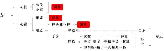 生物学科知识点：植物的开花和结果