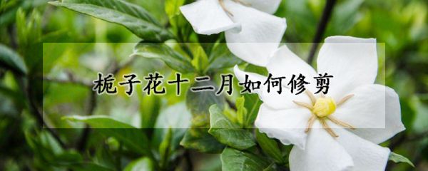 栀子花十二月如何修剪