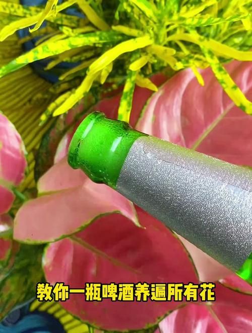 啤酒可以养花吗_啤酒可以养花吗?