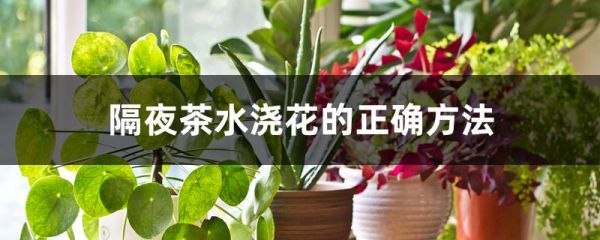 隔夜茶水浇花的正确方法