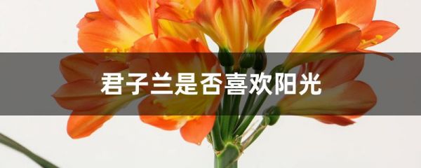 君子兰是否喜欢阳光