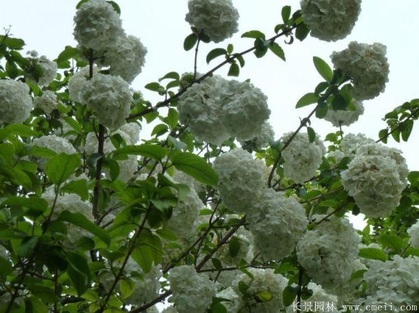 绣球花图片基地实拍