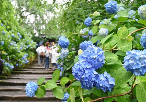 日本进入梅雨季节 北镰仓明月院近3000株绣球花盛开（图片来源：朝日新闻网站）