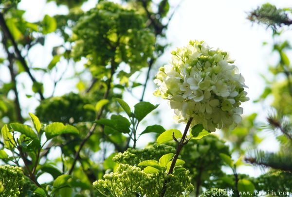 绣球花图片基地实拍