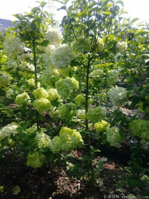 绣球花图片基地实拍