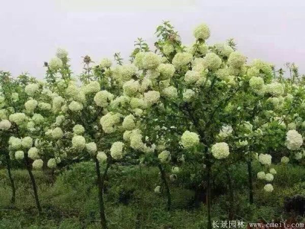 绣球花图片基地实拍