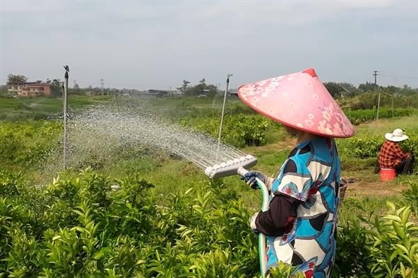 龙血树怎么浇水，不同季节的浇水方法不同