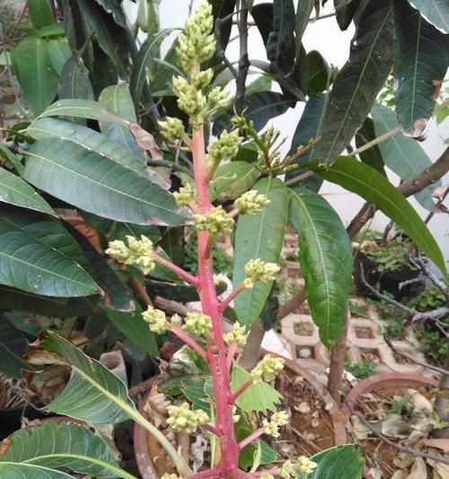 芒果开花结果周期详解（了解芒果开花结果周期，有效提高产量）