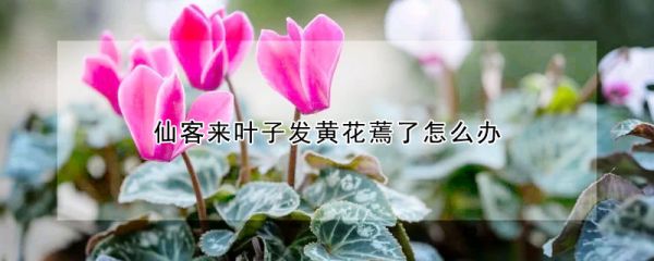 仙客来叶子发黄花蔫了怎么办