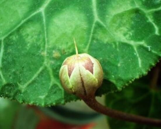 仙客来种子种植方法，以饱满健康种子最佳/浸种催芽