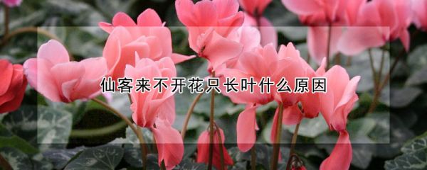 仙客来不开花只长叶什么原因