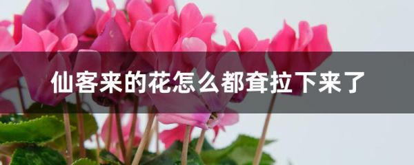 仙客来的花怎么都耷拉下来了