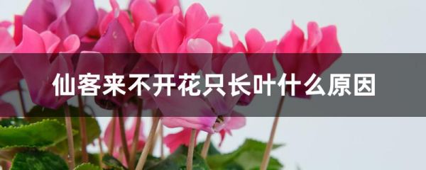 仙客来不开花只长叶什么原因