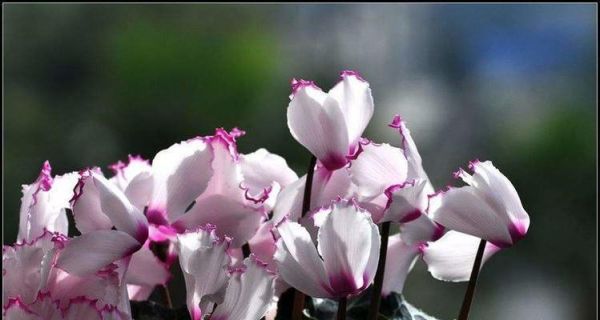 仙客来花的花期与特点（探究仙客来花的开花时间及特点）