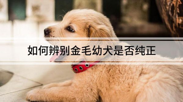 如何辨别金毛幼犬是否纯正