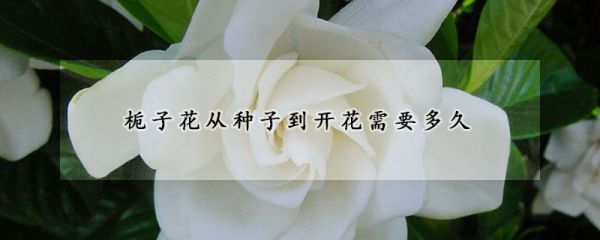 栀子花从种子到开花需要多久