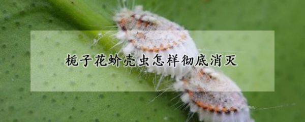 栀子花蚧壳虫怎样彻底消灭