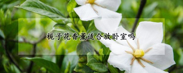 栀子花香薰适合放卧室吗