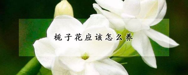 栀子花应该怎么养