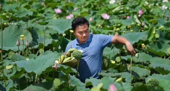 莲蓬采摘时间及上市时间（探寻莲蓬的成长周期和最佳采摘时期，品味鲜嫩可口的莲蓬。）