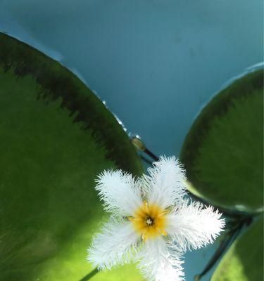 一叶莲花的盛开时节（揭秘一叶莲花的生长周期）