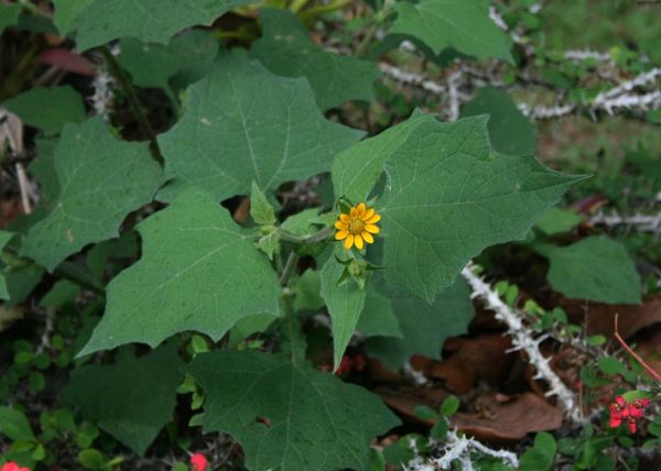 小花-sonchifolius-盖