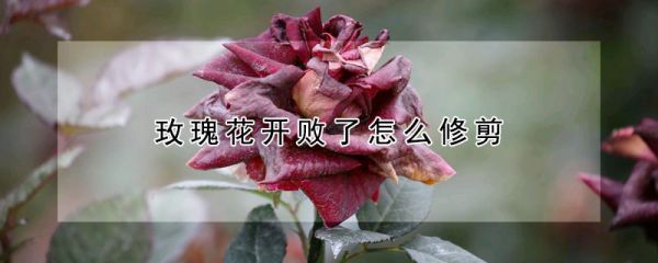 玫瑰花开败了怎么修剪