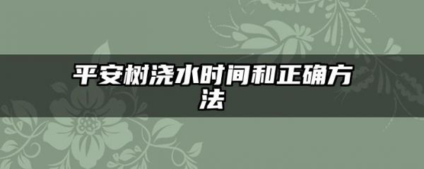 平安树浇水时间和正确方法