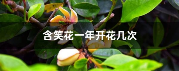 含笑花一年开花几次