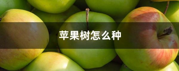 苹果树怎么种