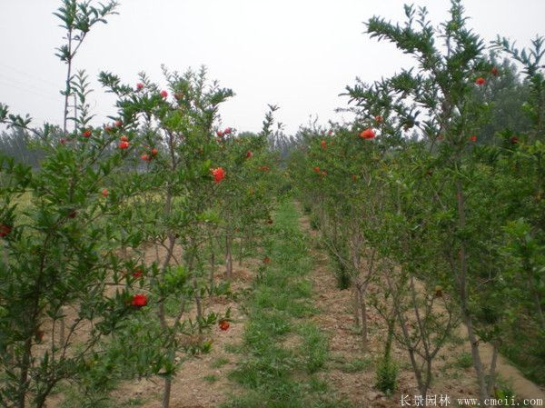 花石榴图片基地实拍