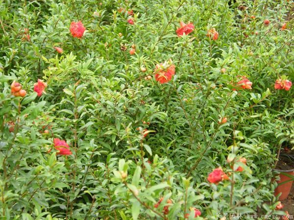 花石榴图片基地实拍