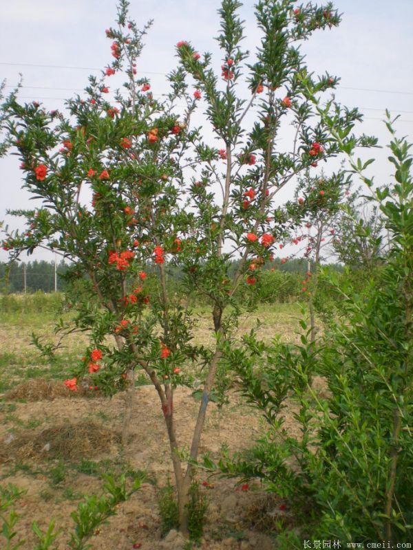 花石榴图片基地实拍