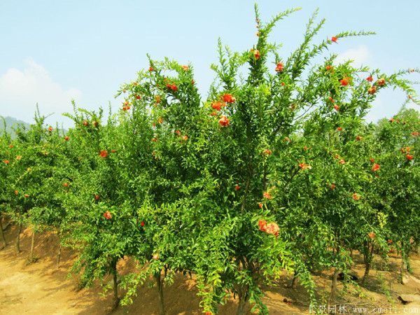 花石榴图片基地实拍