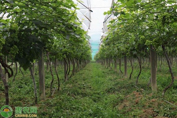 夏季果园怎么管理？-图片版权归惠农网所有