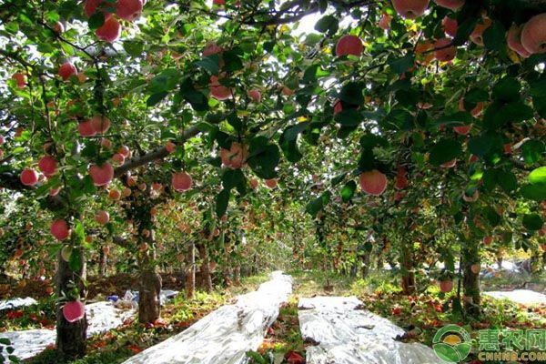 夏季果园怎么管理？-图片版权归惠农网所有