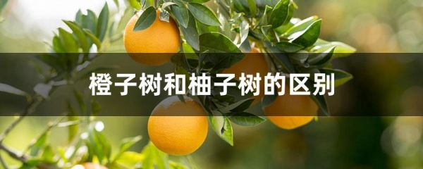 橙子树和柚子树的区别