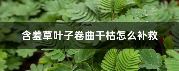 含羞草叶子卷曲干枯怎么补救