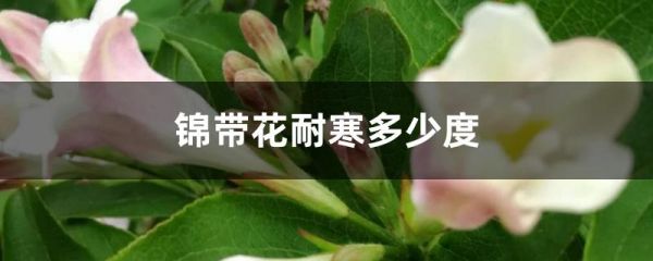 锦带花耐寒多少度