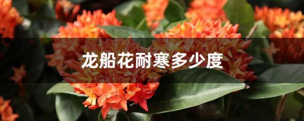 龙船花耐寒多少度