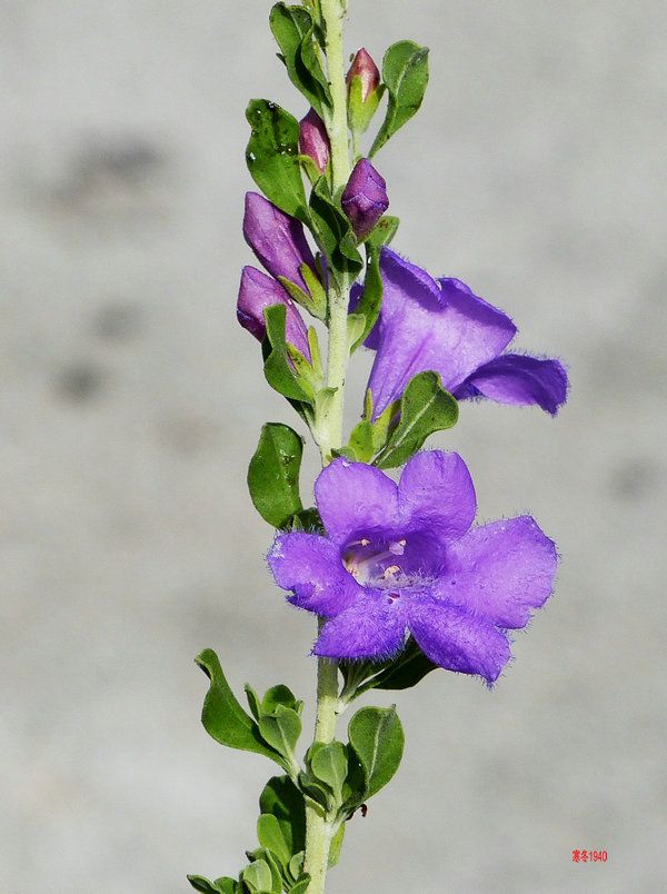 蓝花玉芙蓉（Leucophyllum-angmaniae）——开花灌木524