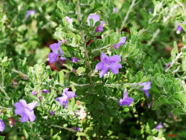 蓝花玉芙蓉（Leucophyllum-angmaniae）——开花灌木524